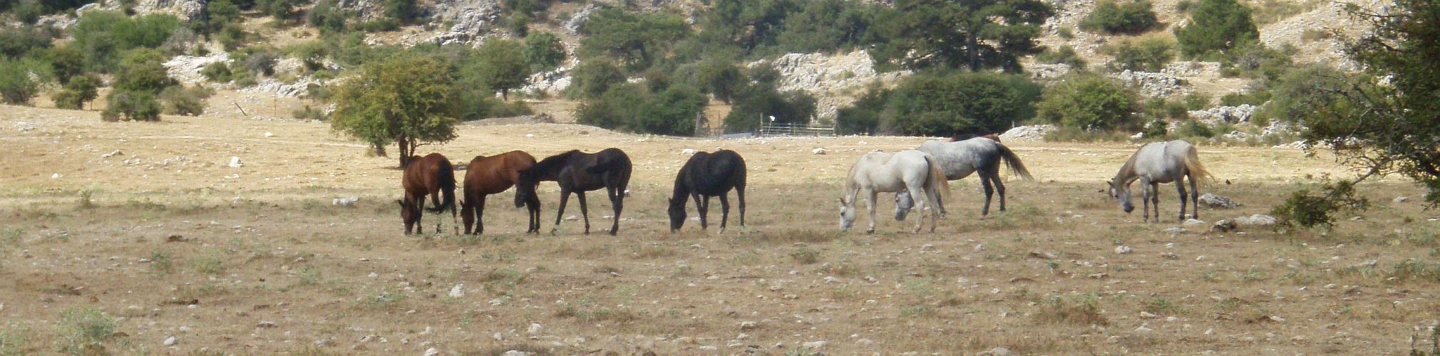 Campos de Hernán Perea. Santiago-Pontones, Jaén (Autor: Lope Lorenzo)