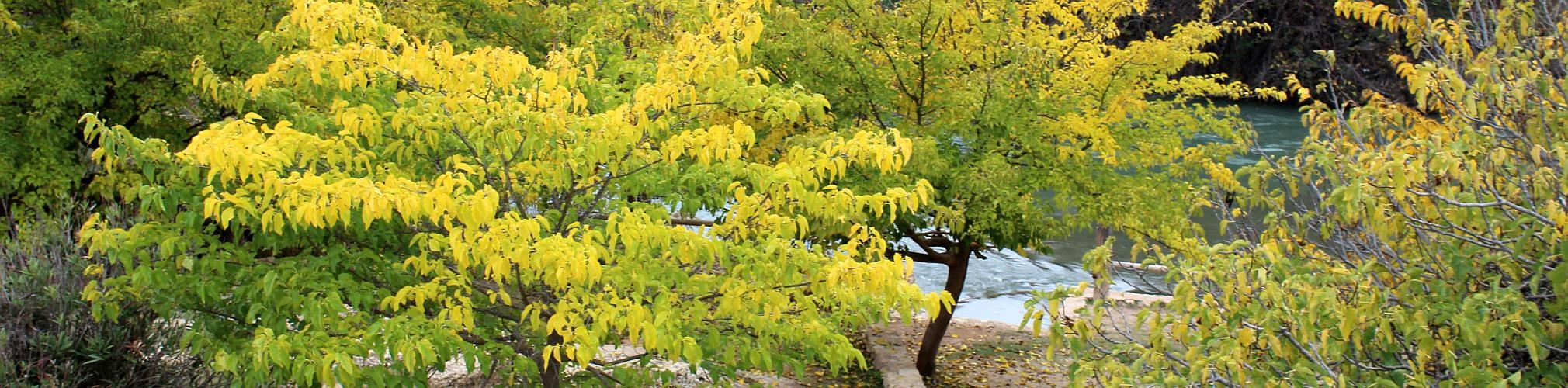 Otoño en el Río Mundo. Hellín, Albacete