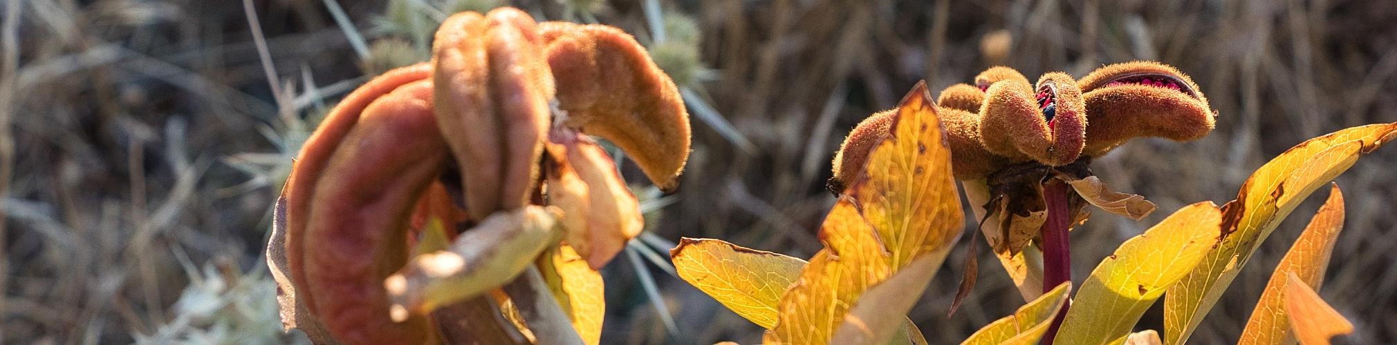 Paeonia Officinalis.Divisoria del Guadalquivir y Segura en Pontones, Jaén