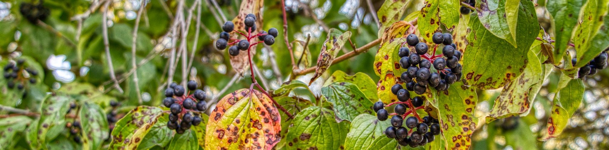 Cornus sanguinea. Riopar, Albacete (Autor: José Antonio Vera)