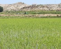 /descargas/informaciongeneral/comunicacion/noticias/img/2013-06-Junio/20130626-FOTO-Visita-Hellin-Alcalde-Regantes-arrozales.jpg?description=Arrozales%20de%20Hell%C3%ADn.